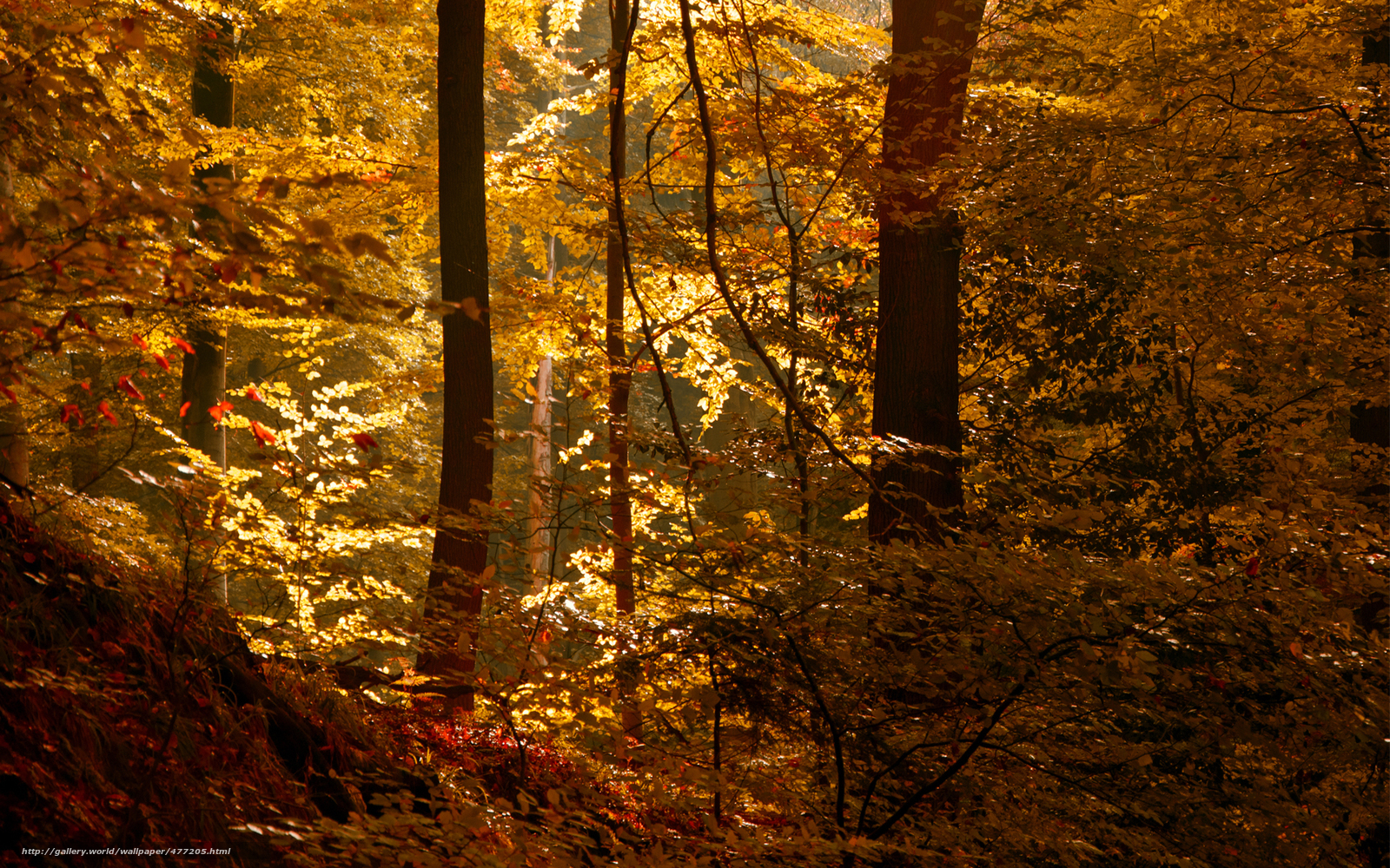 Golden autumn forest