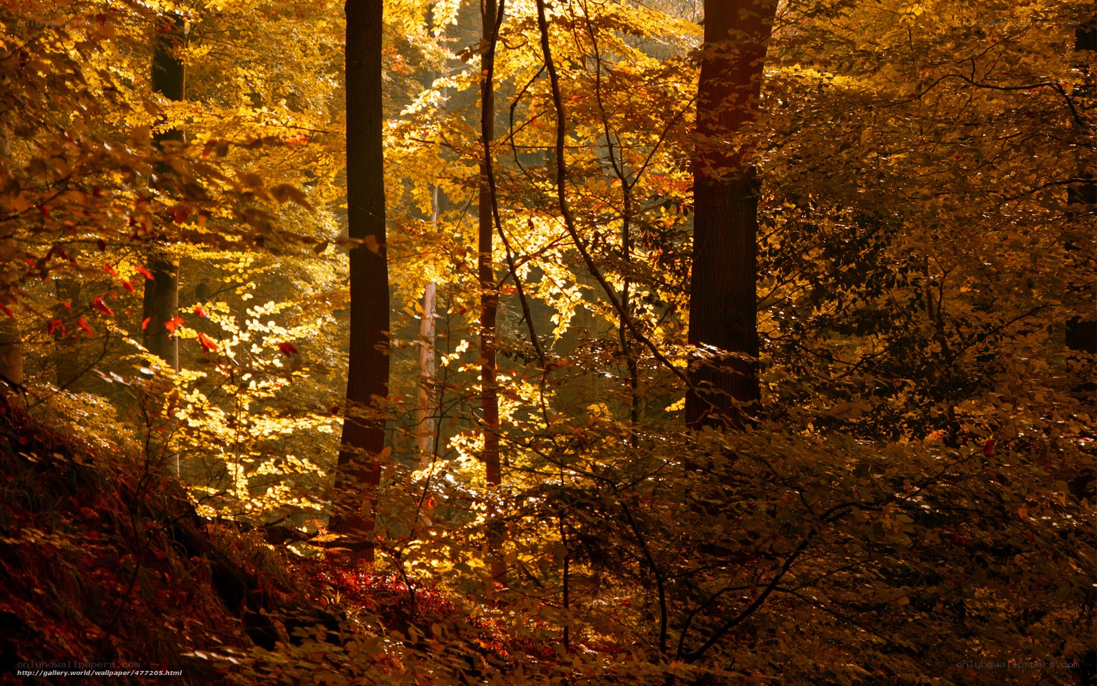 Golden autumn forest