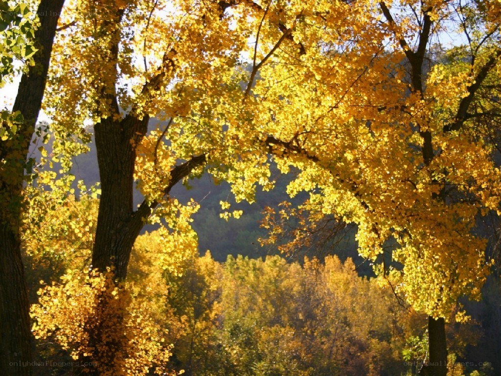 Golden autumn forest canopy