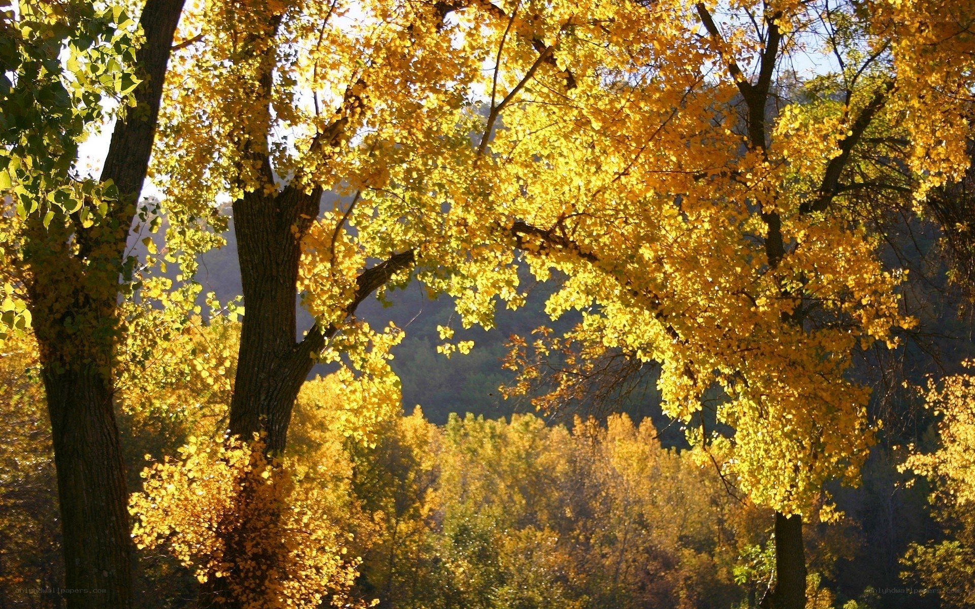 Golden autumn forest canopy