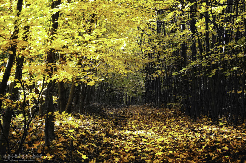 Golden autumn forest path