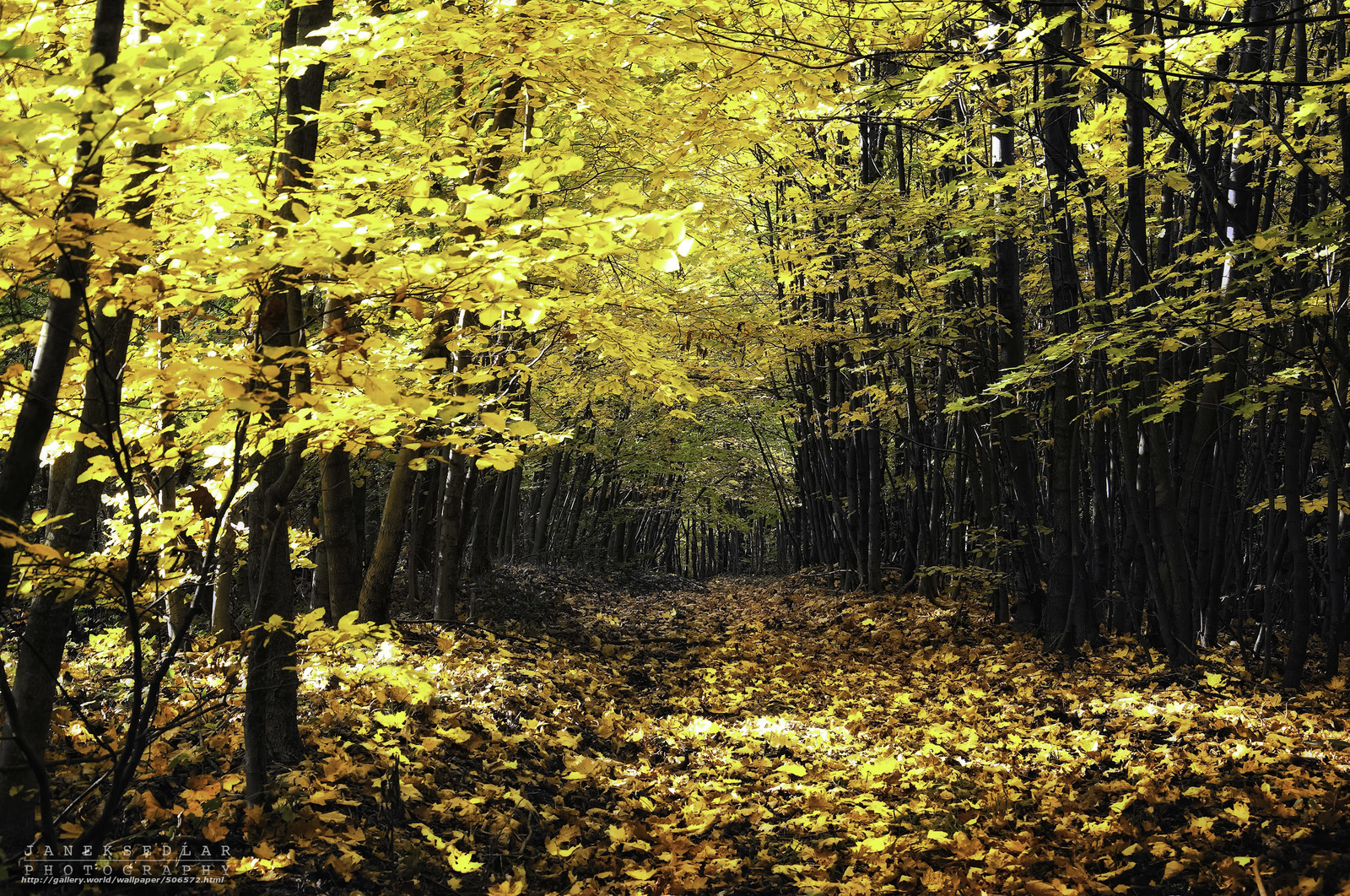Golden autumn forest path