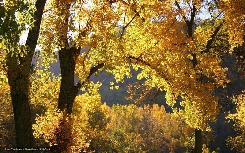 Golden autumn forest