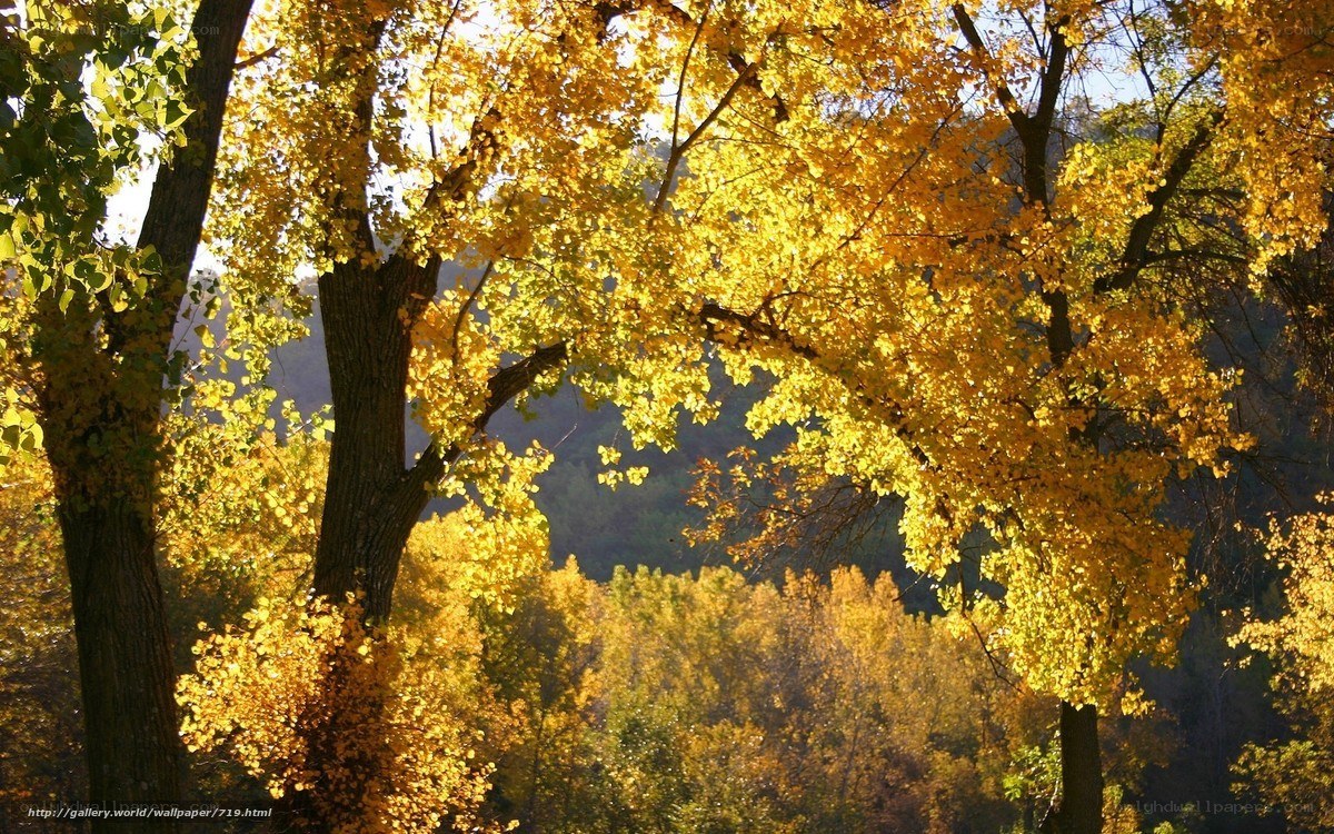 Golden autumn forest