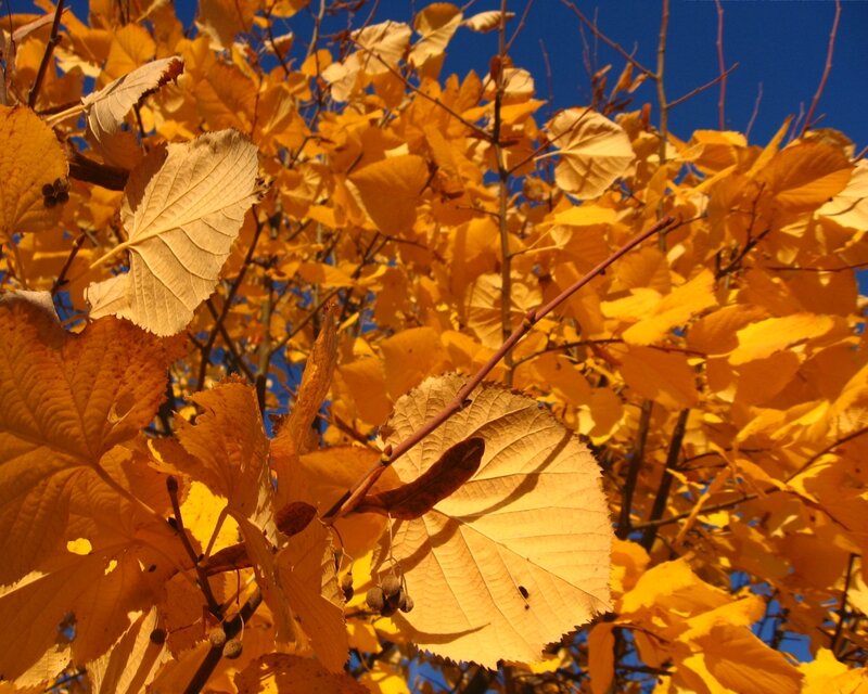 Golden autumn leaves against blue sky