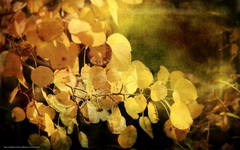 Golden autumn leaves in sunlight