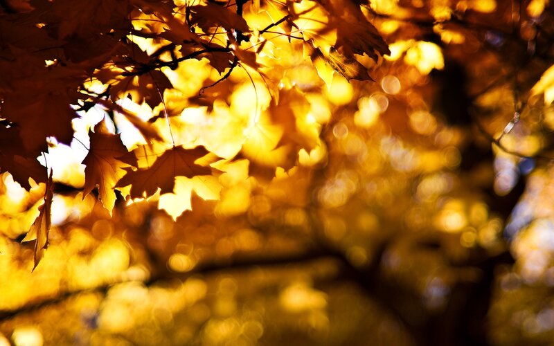 Golden autumn leaves in sunlight