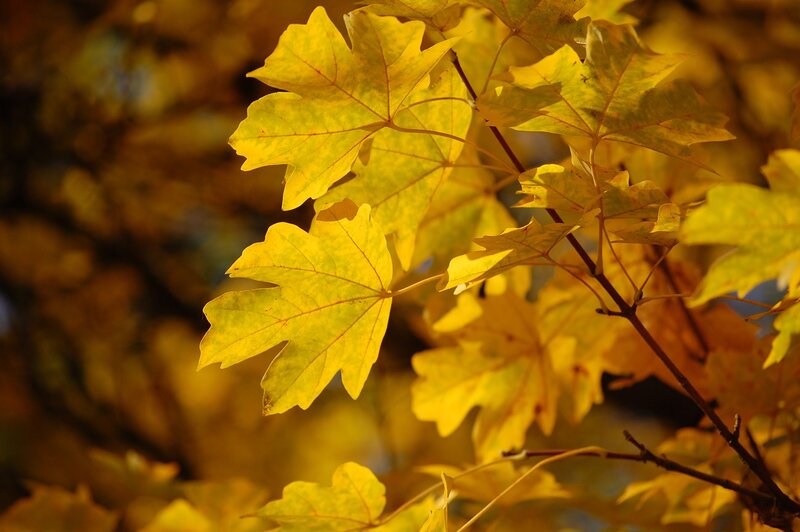 Golden autumn leaves in sunlight