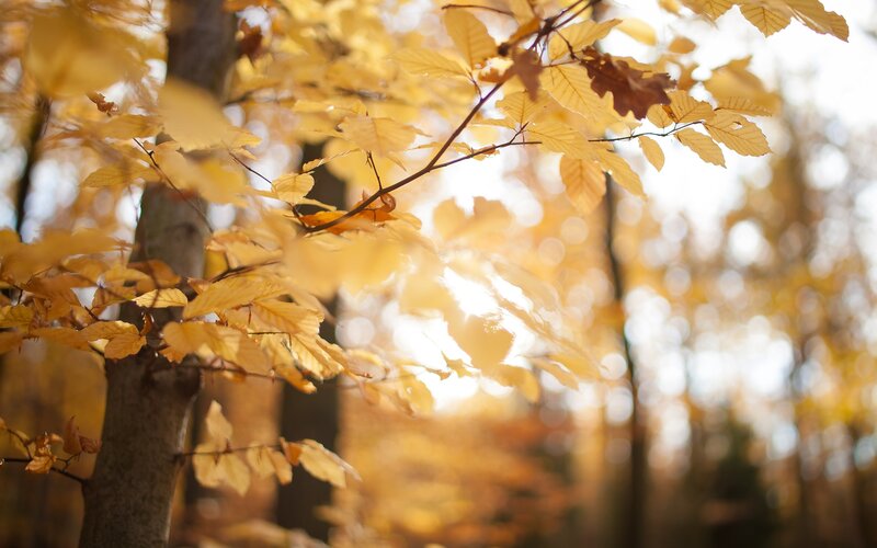 Golden autumn leaves in sunlight