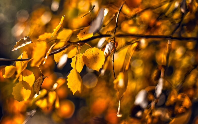 Golden autumn leaves in sunlight