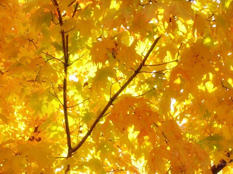 Golden autumn leaves in sunlight