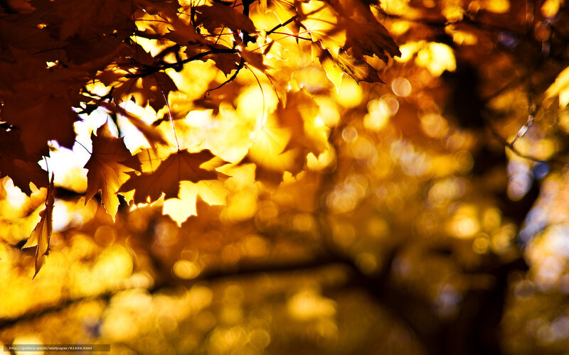 Golden autumn leaves in sunlight