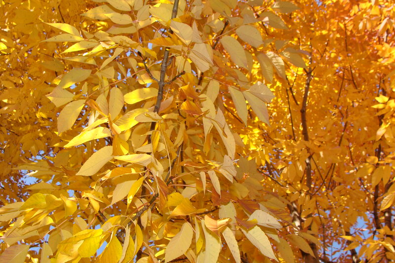 Golden Autumn Leaves — Yellow, Serene