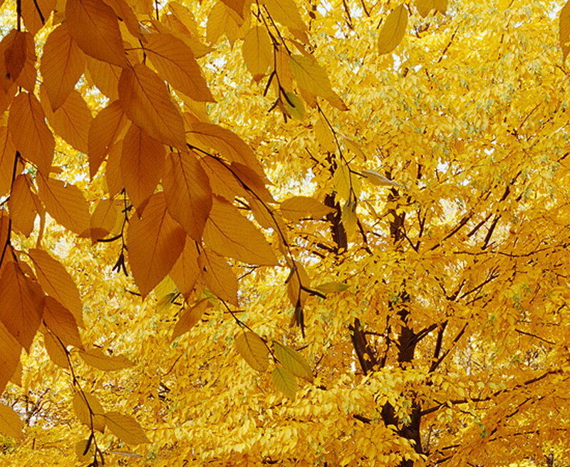 Golden Autumn Leaves — Yellow