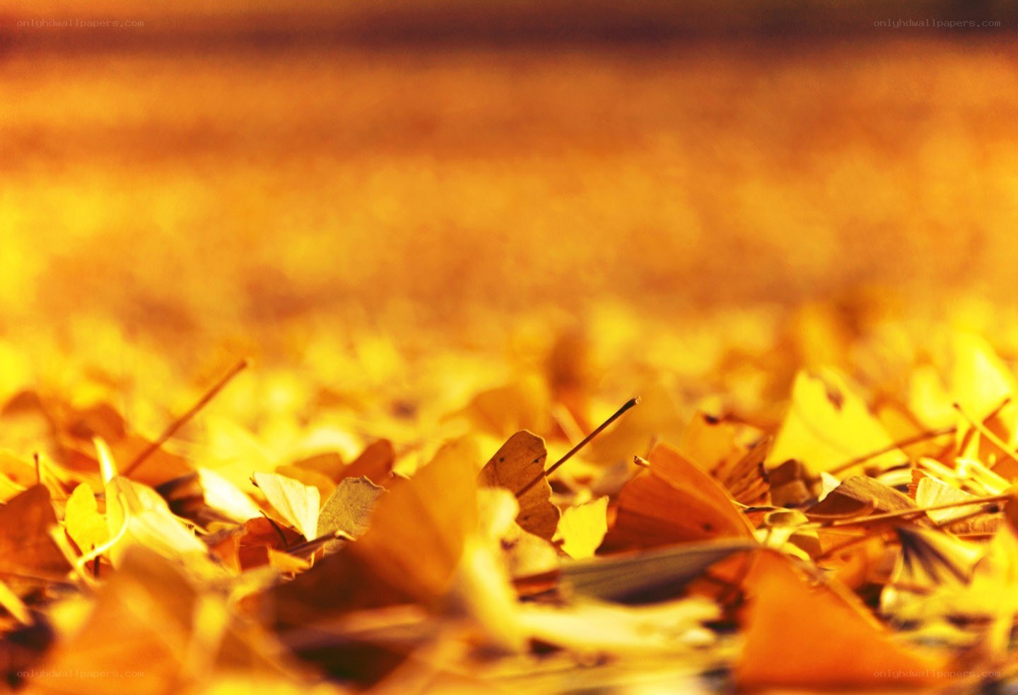 golden autumn leaves