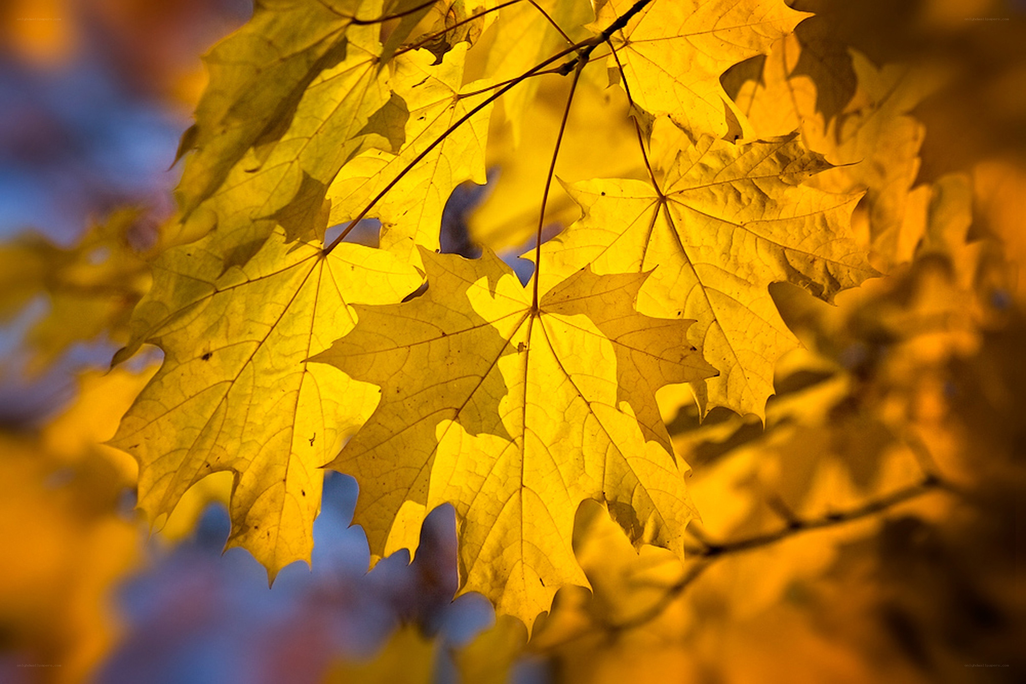 Golden autumn maple leaves