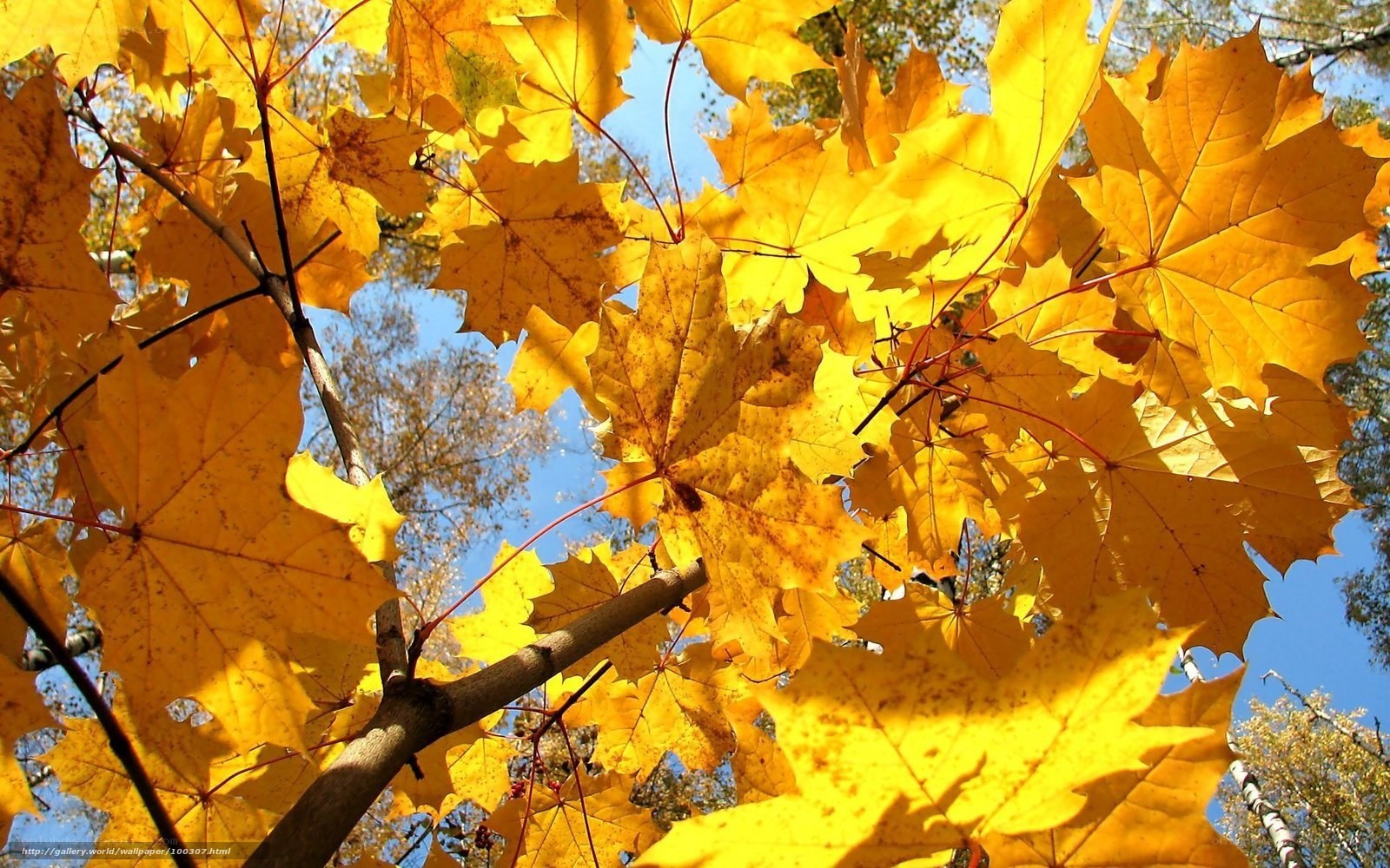 Golden autumn maple leaves