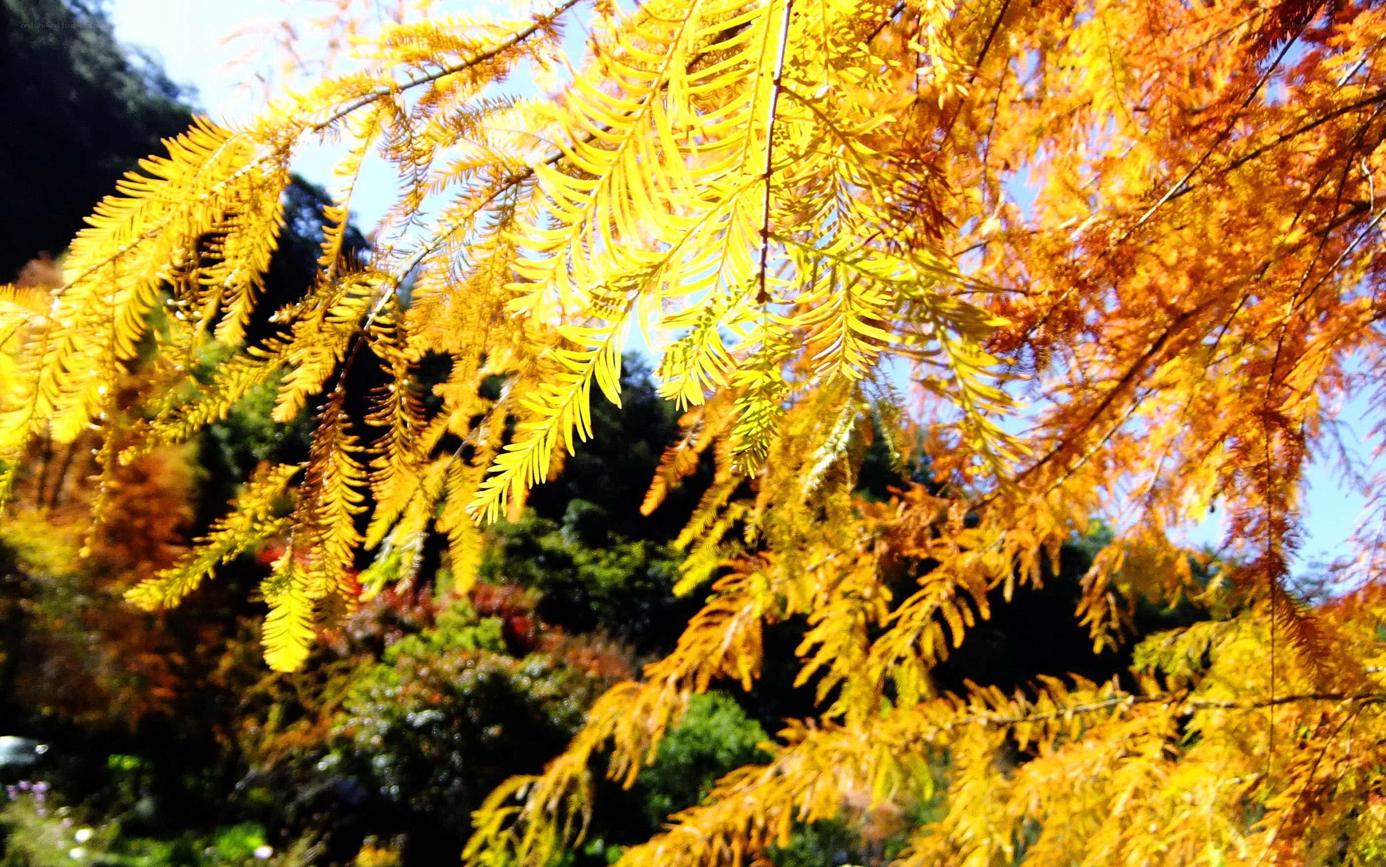 Golden autumn tree branches