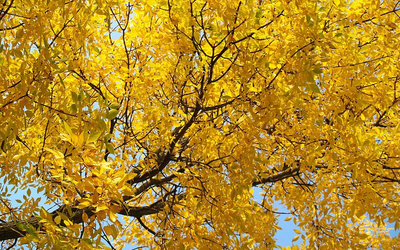 Golden autumn tree canopy
