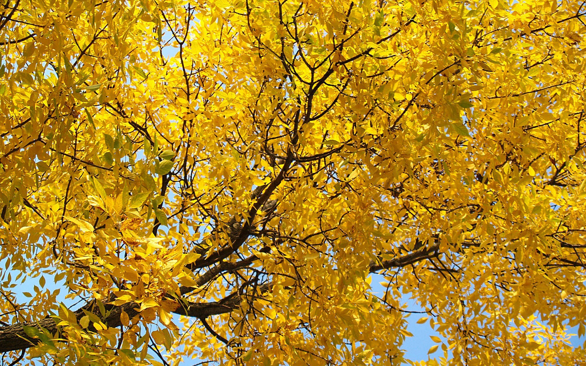 Golden autumn tree canopy