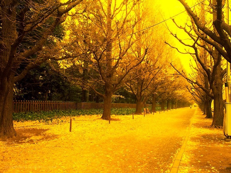 Golden autumn tree-lined path