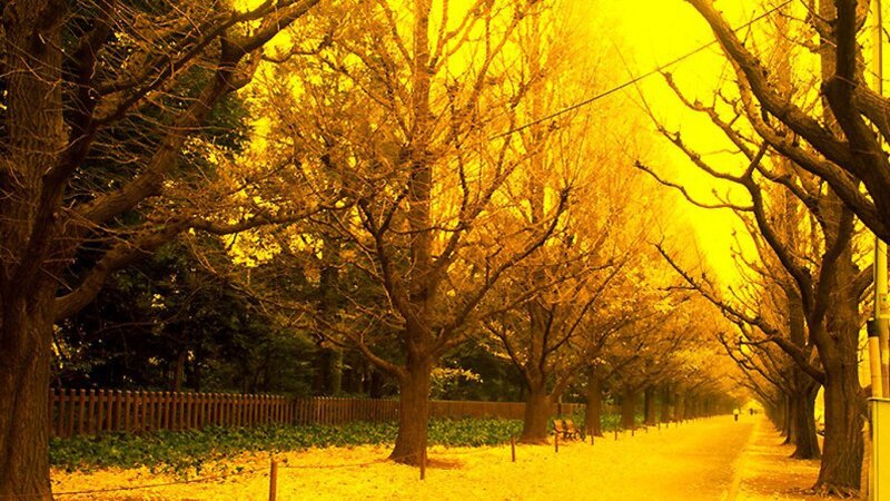 Golden autumn tree-lined path