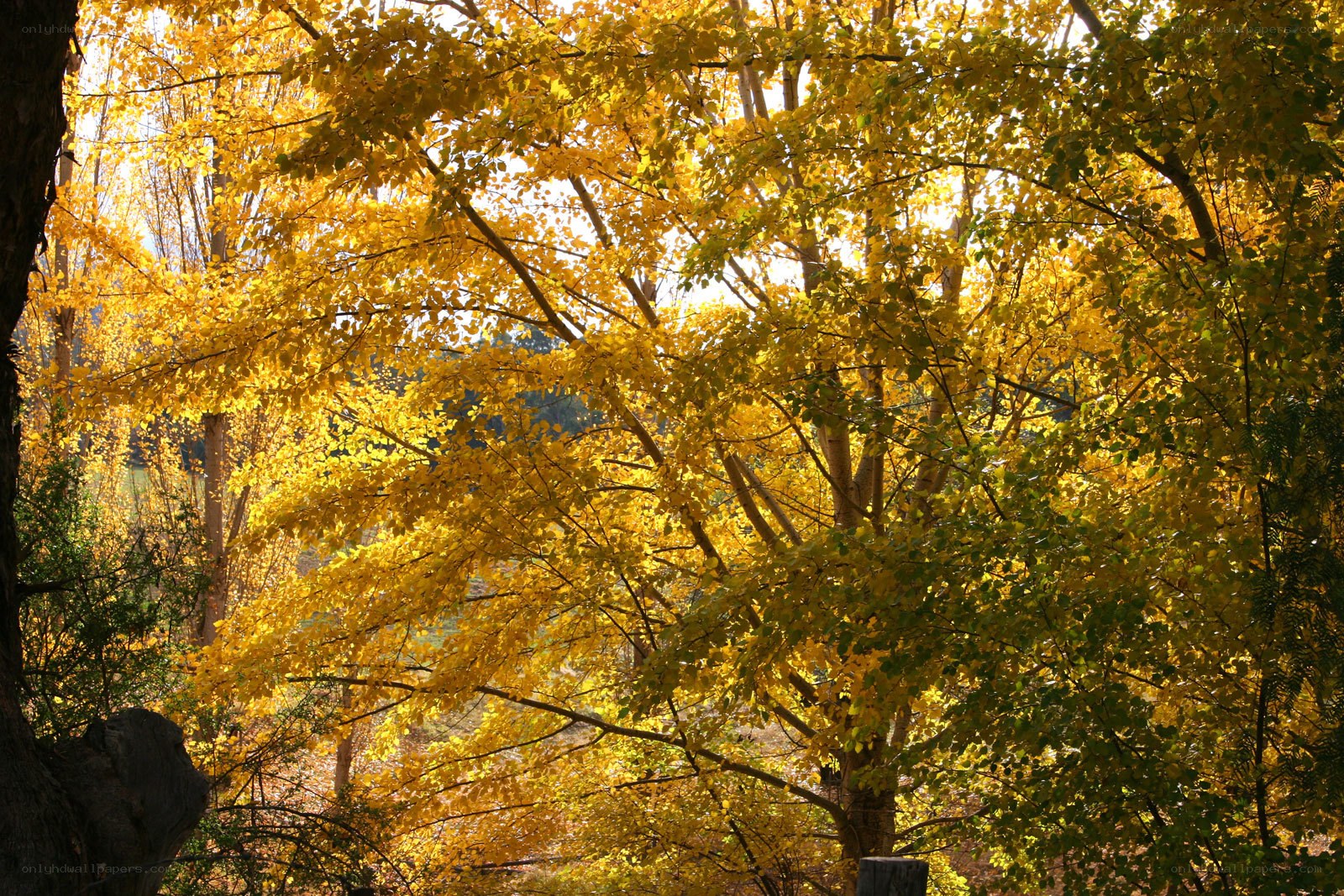 Golden autumn trees in sunlight