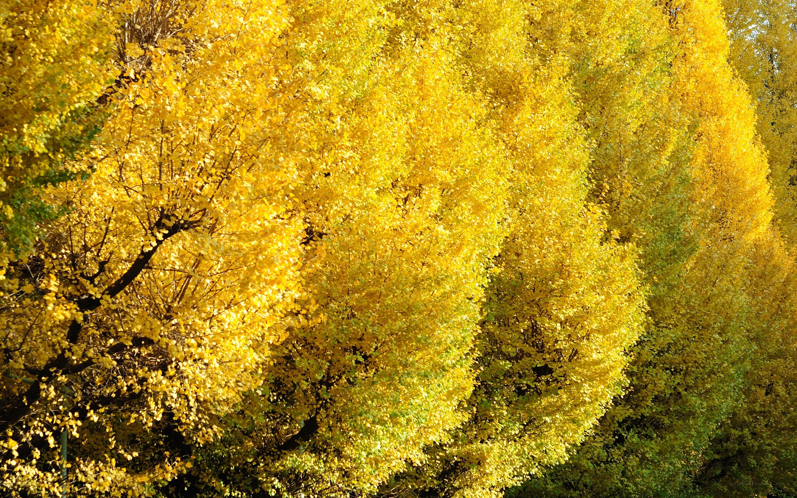 Golden autumn trees