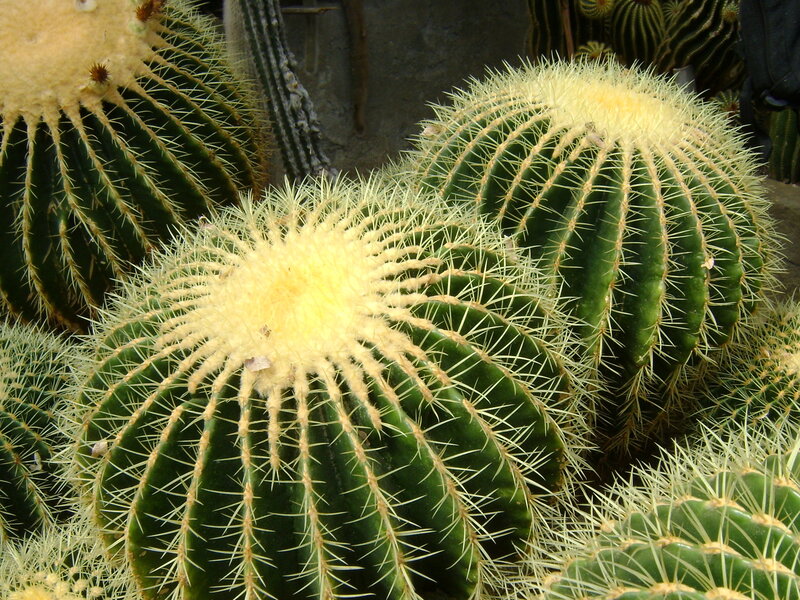 Golden Barrel Cacti — Green