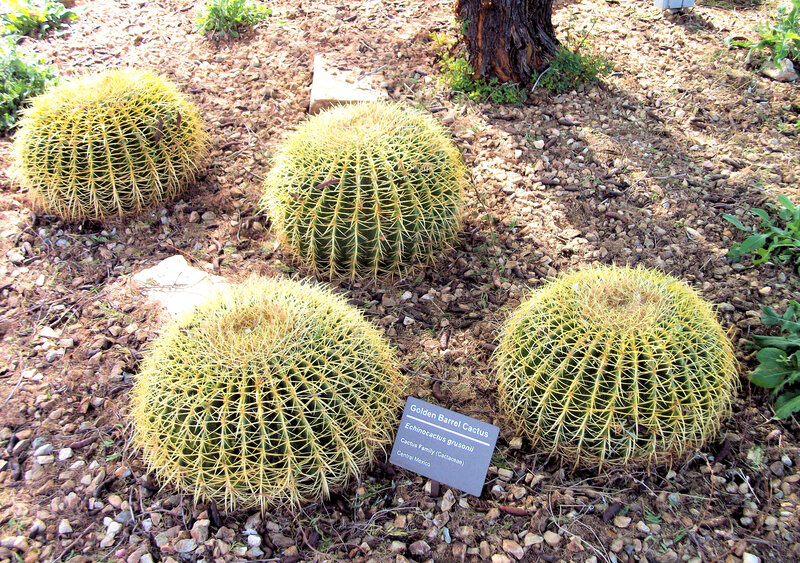 Golden Barrel Cacti