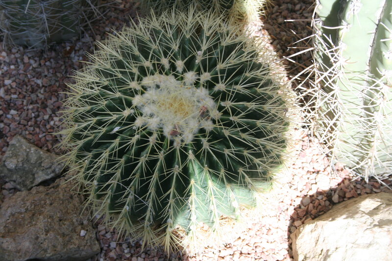 Golden Barrel Cactus — Green