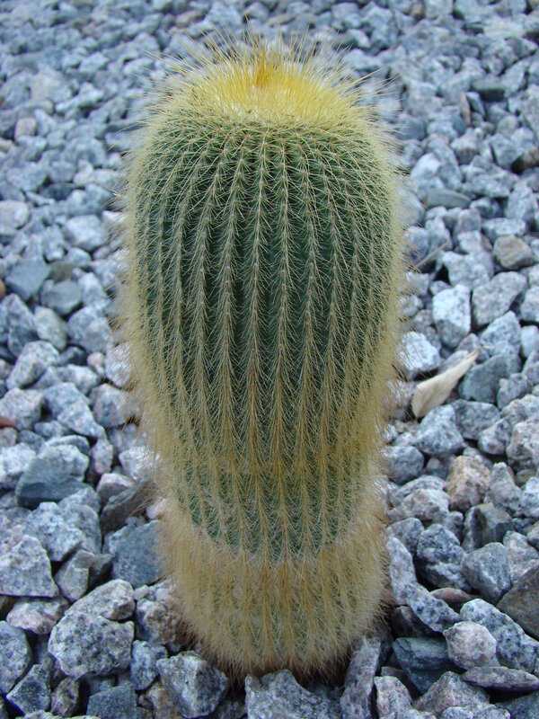 Golden barrel cactus in gravel