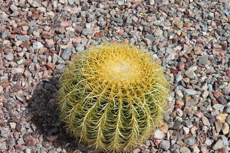 Golden Barrel Cactus