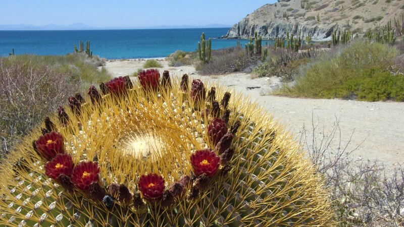 Golden Barrel Cactus — Yellow