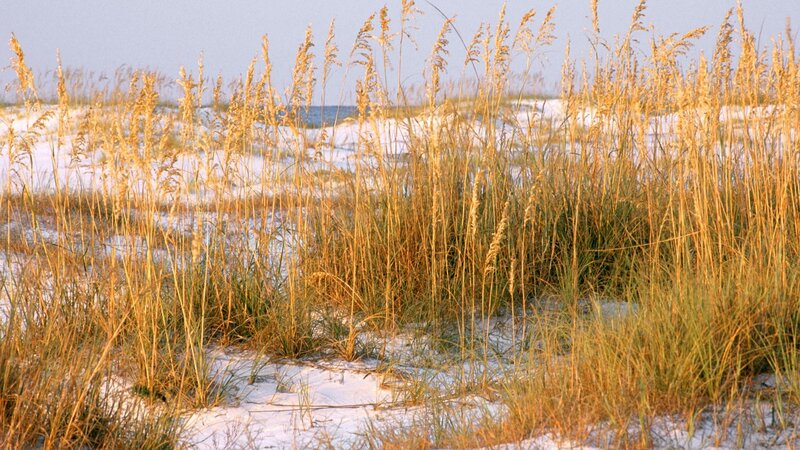 Golden beach grass at sunset