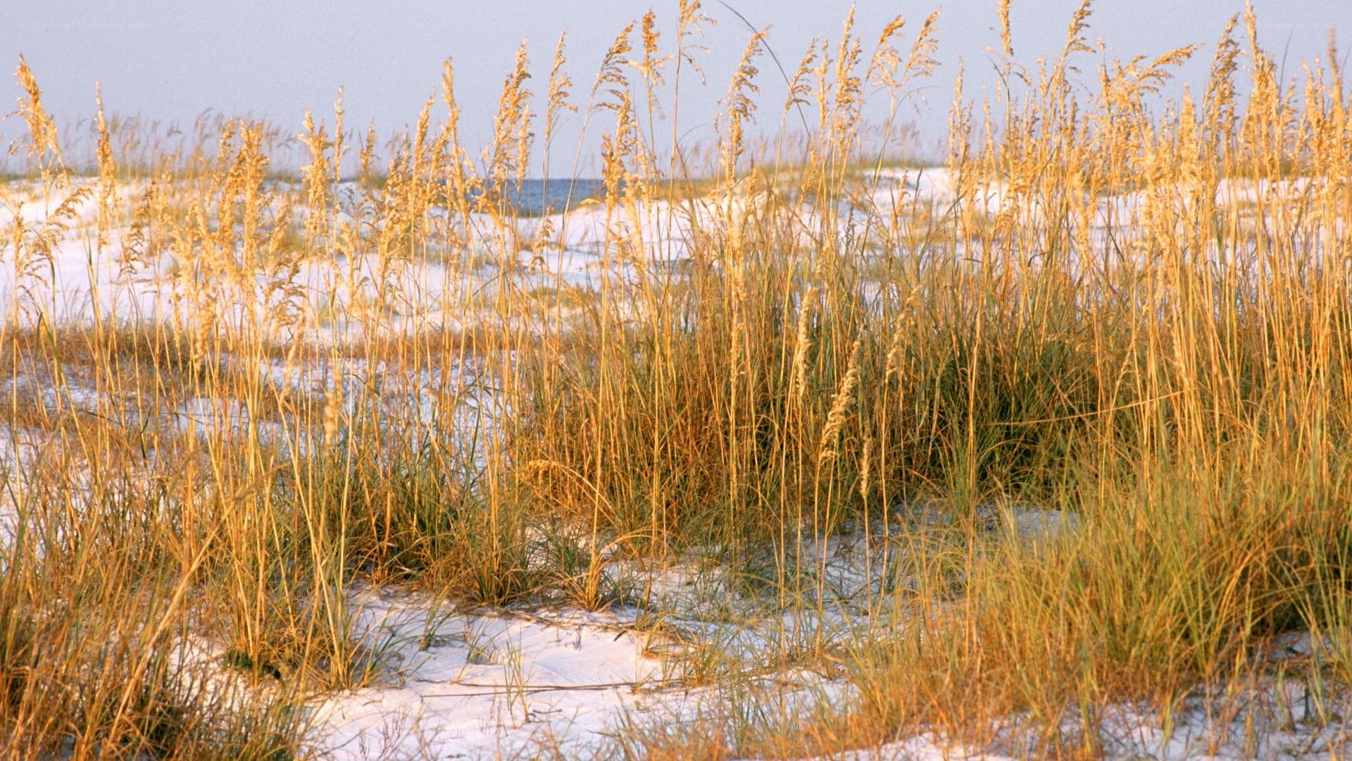 Golden beach grass at sunset