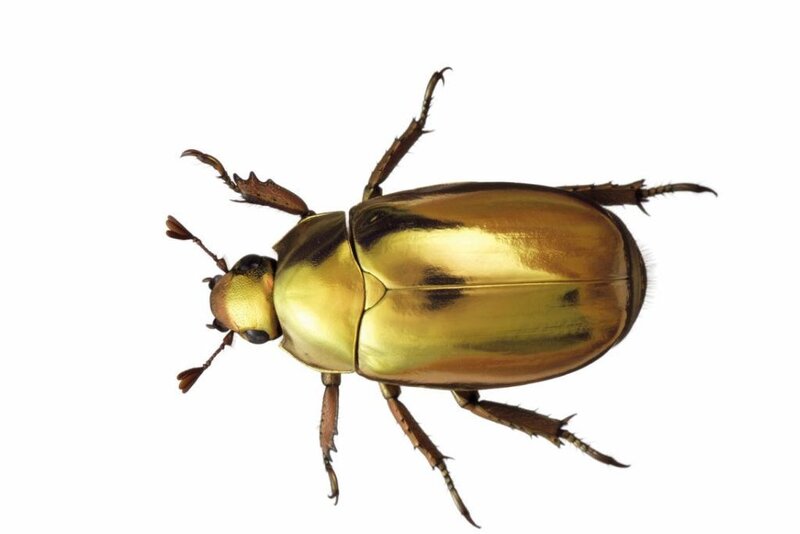 Golden Beetle