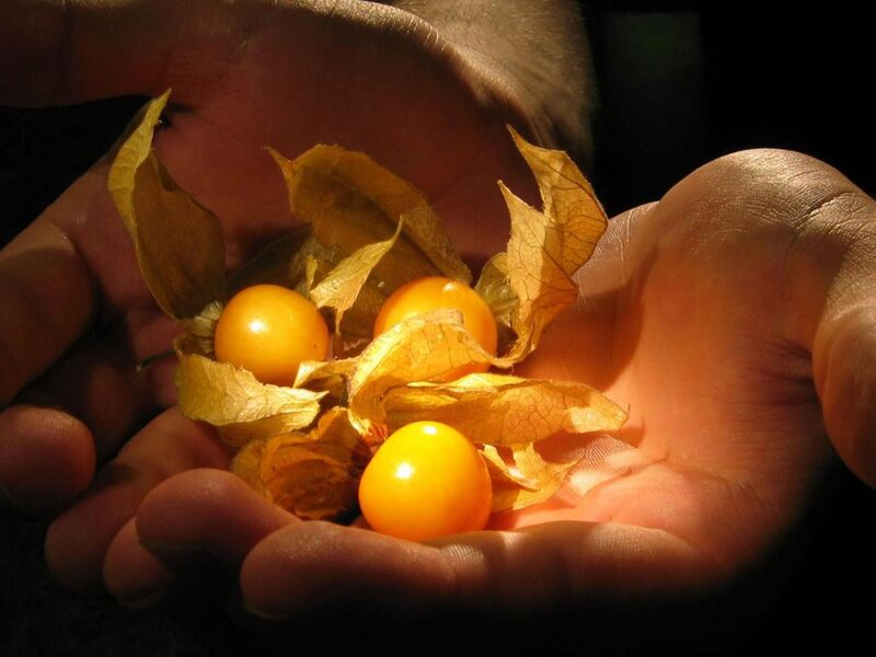 Golden Berries in Hands