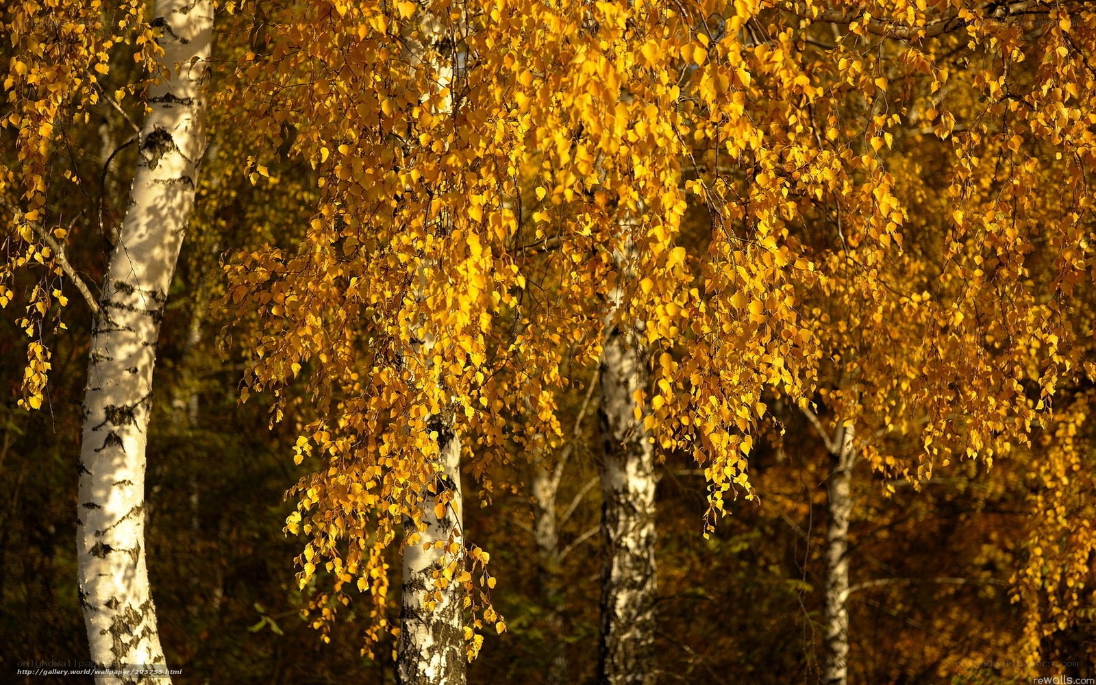 Golden birch trees in autumn