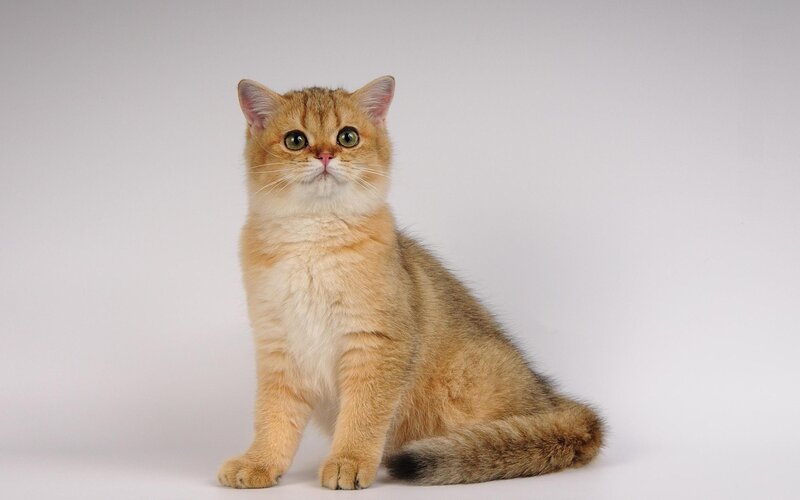 golden british shorthair cat