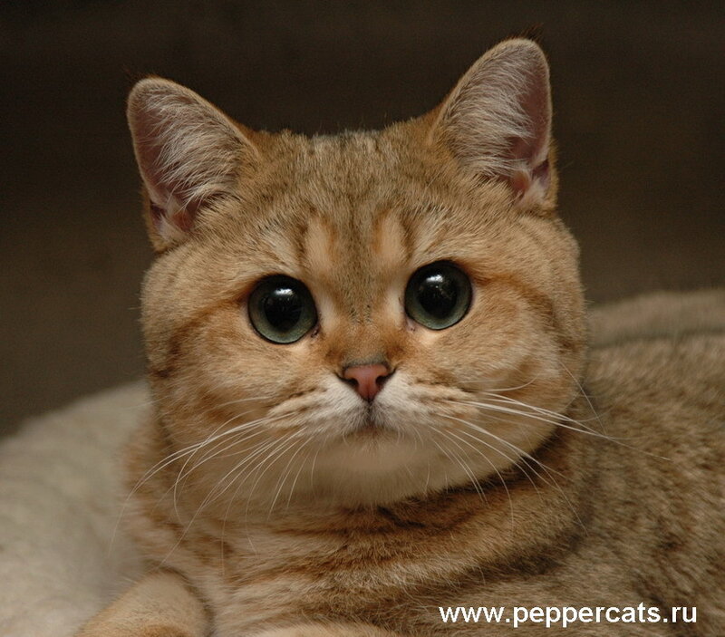 Golden British Shorthair Cat — Brown