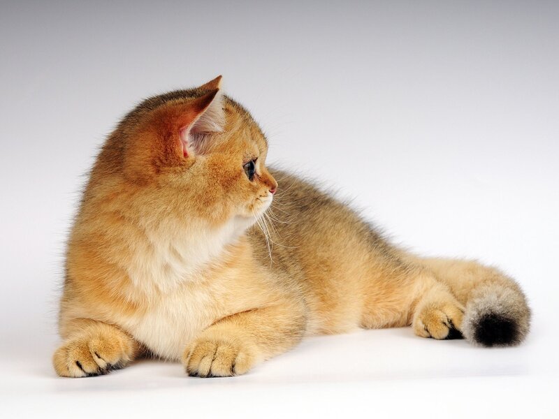 Golden British Shorthair Cat — Gold