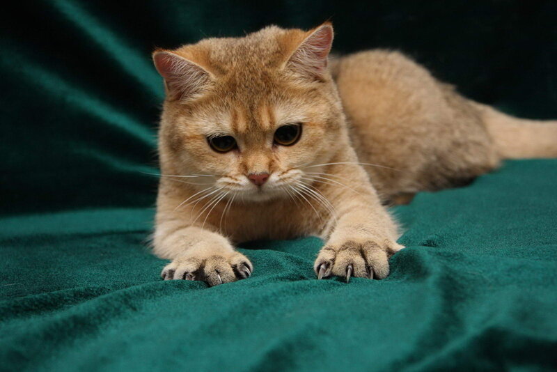 Golden British Shorthair Cat — Green
