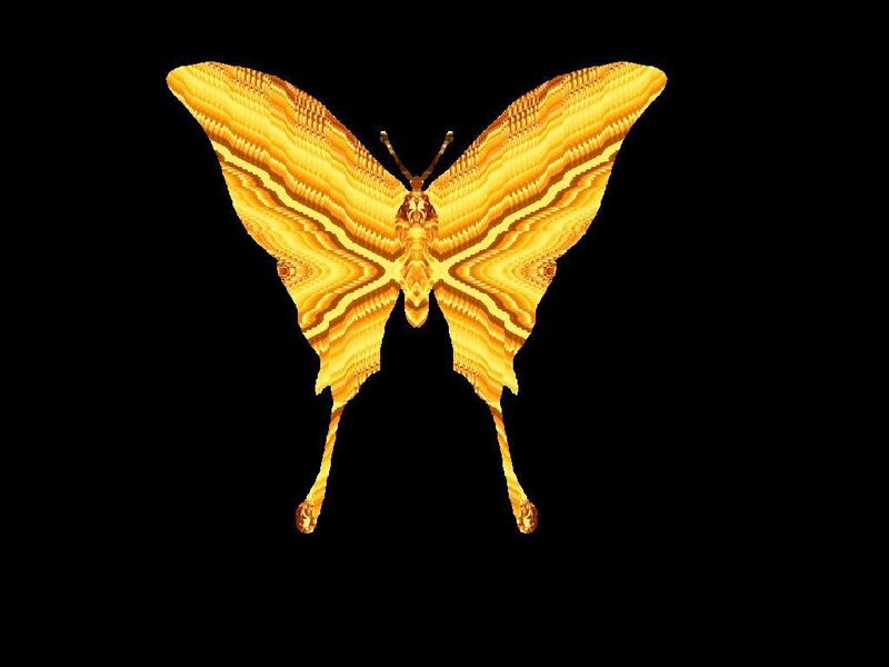 golden butterfly with striped wings