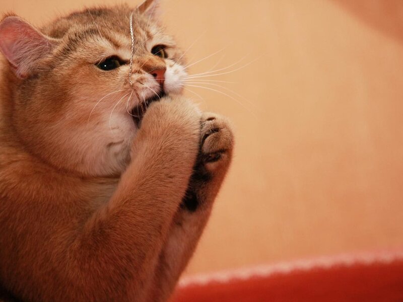 Golden Cat Chewing String