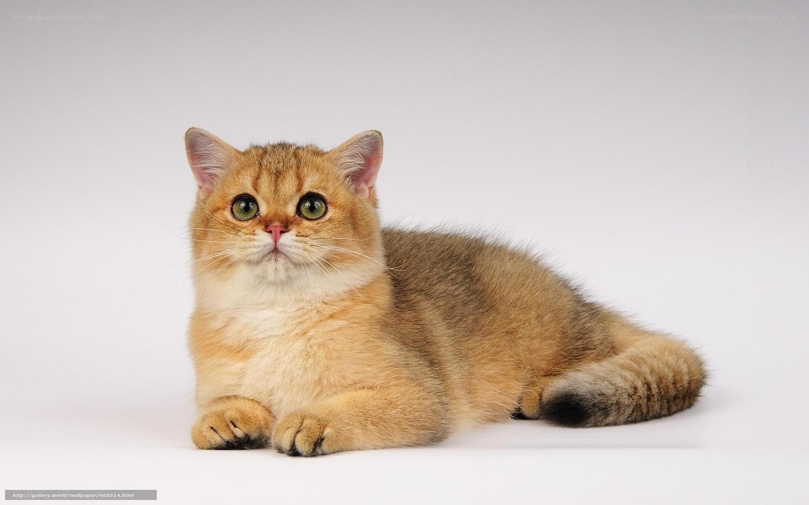 Golden cat lying down
