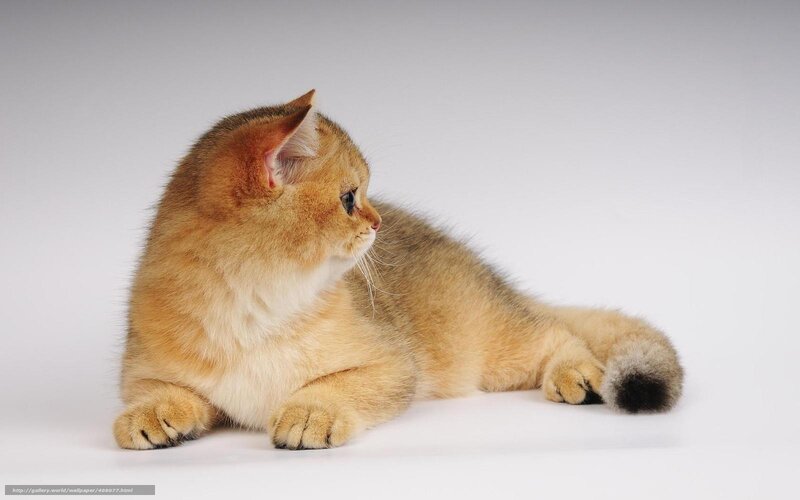 golden cat lying down