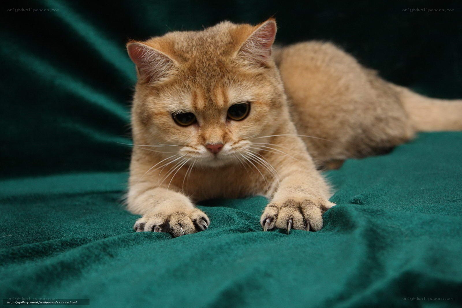 golden cat on green fabric