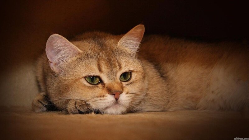 golden cat resting