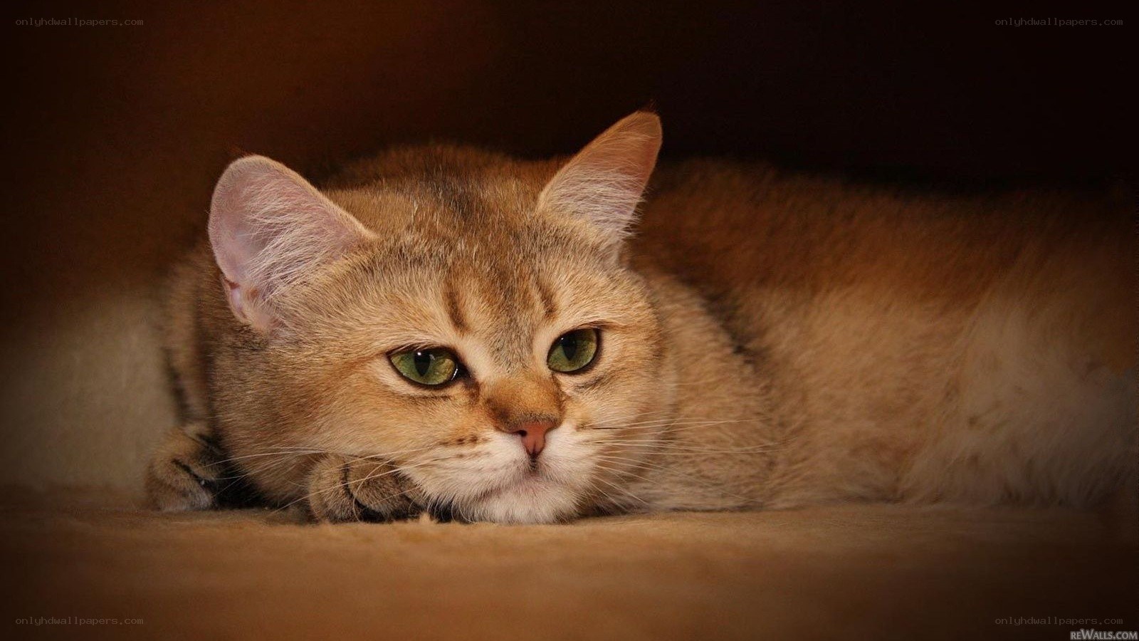 golden cat resting